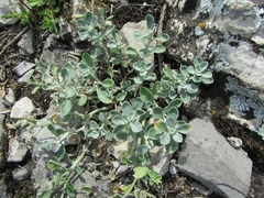 Odontarrhena obovata