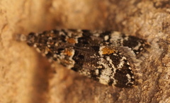 Eudonia protorthra