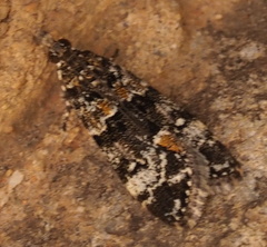 Eudonia protorthra
