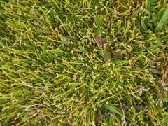 Scleranthus biflorus