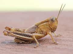 Melanoplus differentialis