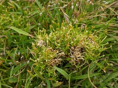 Scleranthus biflorus