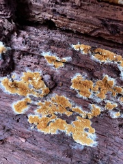 Botryobasidium simile