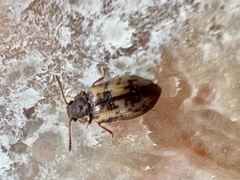 Derodontus maculatus