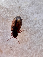 Derodontus maculatus