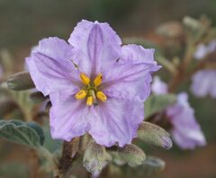 Solanum oldfieldii
