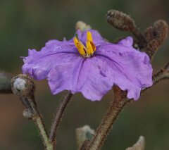 Solanum oldfieldii