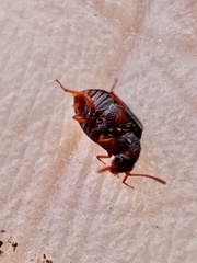 Derodontus maculatus