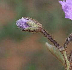 Solanum oldfieldii