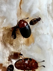 Derodontus maculatus