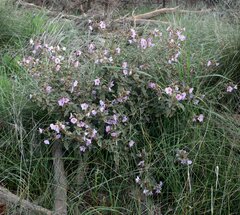 Solanum oldfieldii