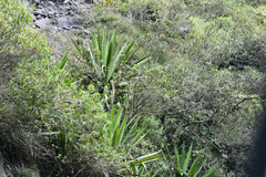 Furcraea andina