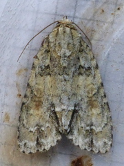 Acronicta exilis