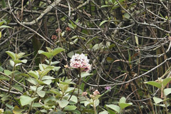 Epidendrum secundum