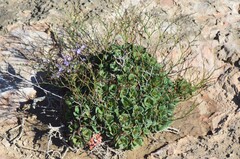 Limonium companyonis