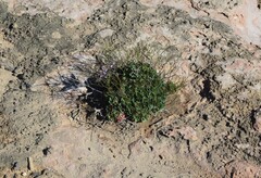 Limonium companyonis