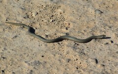 Pygopus lepidopodus