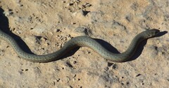 Pygopus lepidopodus