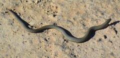 Pygopus lepidopodus