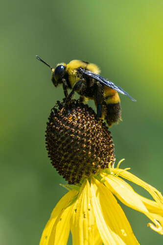 Black-and-gold Bumble Bee (Bombus auricomus), a species recorded in Illinois