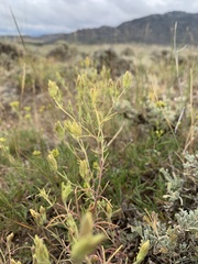 Cordylanthus ramosus