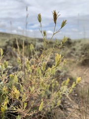 Cordylanthus ramosus