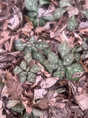 Pachysandra procumbens