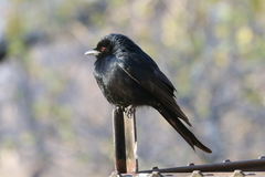 Dicrurus adsimilis apivorus