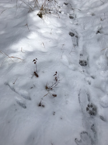 Gray Wolf photographed in Idaho