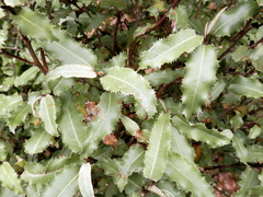 Olearia ilicifolia
