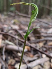 Pterostylis decurva