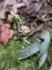 Poa tenera