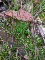 Poa tenera