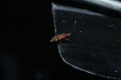 Ozophora picturata