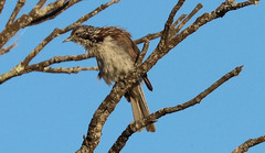 Plectorhyncha lanceolata