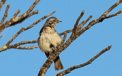 Plectorhyncha lanceolata