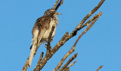 Plectorhyncha lanceolata