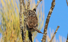 Plectorhyncha lanceolata