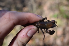 Cambarus bartonii