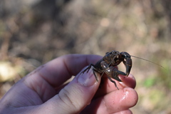 Cambarus bartonii
