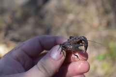 Cambarus bartonii