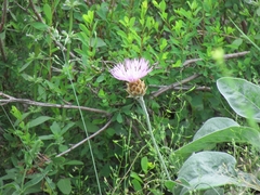 Psephellus sibiricus