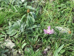 Psephellus sibiricus