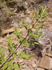 Cheilanthes sieberi