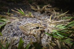 Litoria nasuta