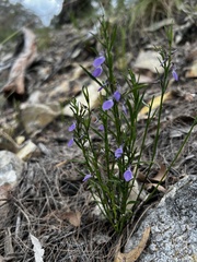 Violaceae
