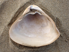 Crassula aequilatera