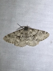 Phigalia denticulata