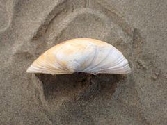 Crassula aequilatera