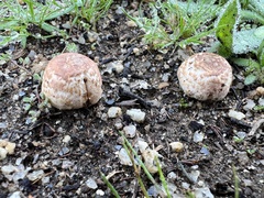 Amanita novinupta